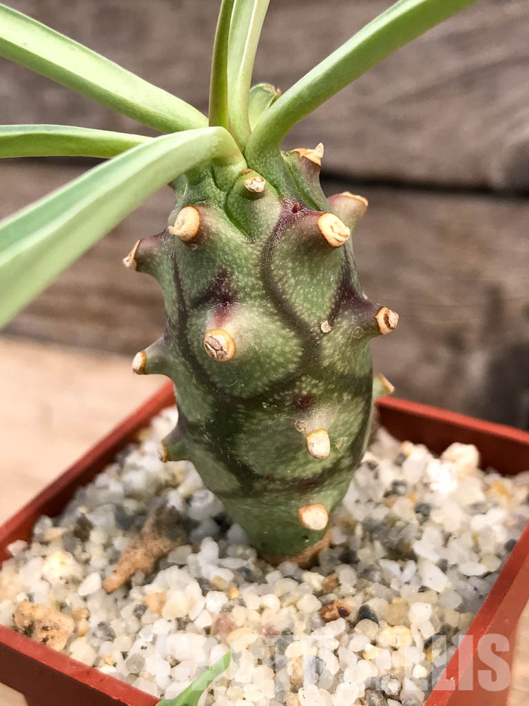 SHPR5996 Euphorbia monteiro PV 2628, Angola, Namibia, South Africa