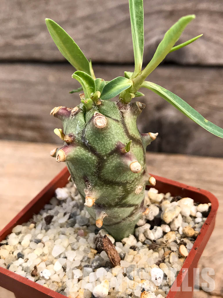 SHPR5996 Euphorbia monteiro PV 2628, Angola, Namibia, South Africa - 画像 (6)