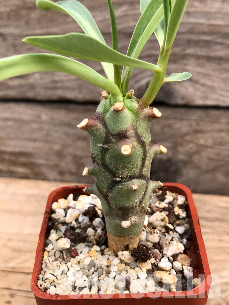 SHPR5996 Euphorbia monteiro PV 2628, Angola, Namibia, South Africa - 画像 (7)