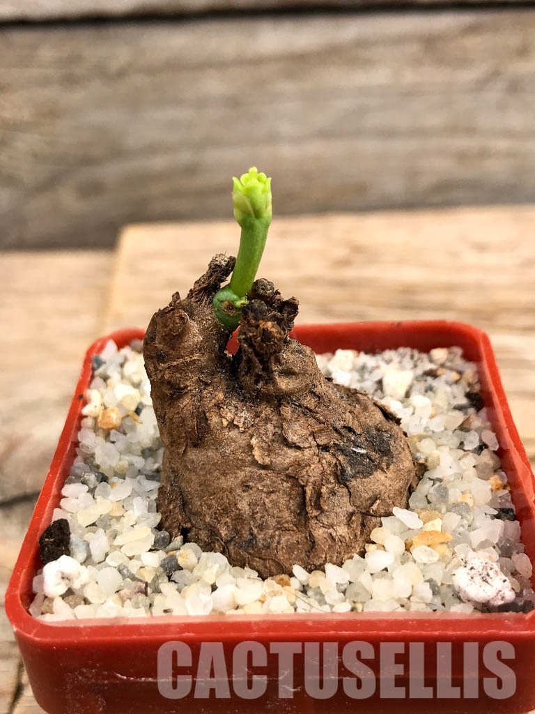 SHPR5997 Euphorbia platyrrhiza, Kabompo District, Zambia - Image 2