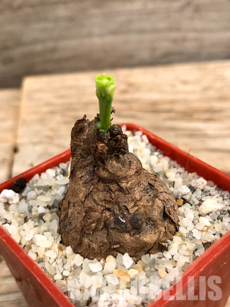 SHPR5997 Euphorbia platyrrhiza, Kabompo District, Zambia - Image 3