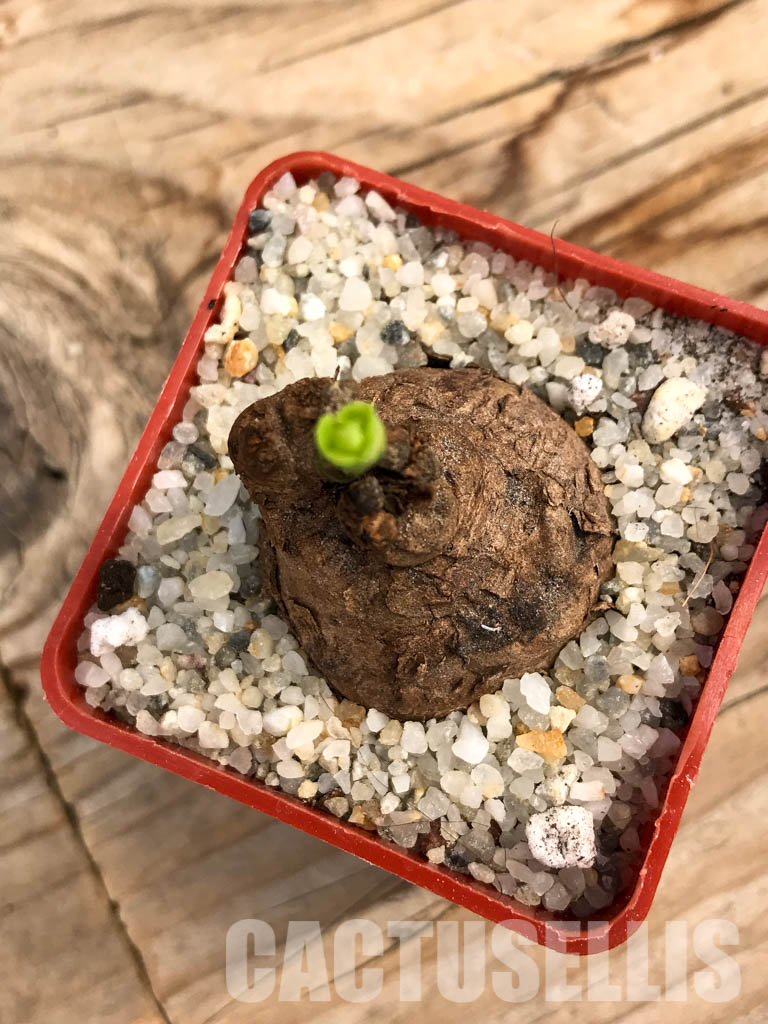 SHPR5997 Euphorbia platyrrhiza, Kabompo District, Zambia - Image 4