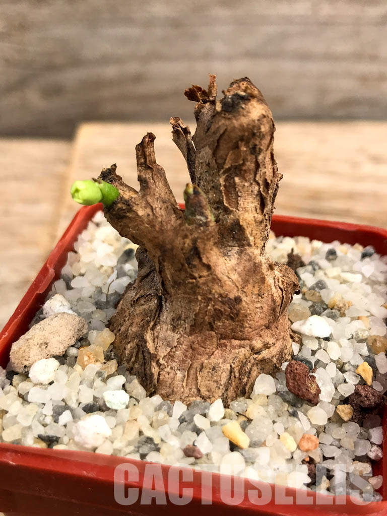 SHPR5997 Euphorbia platyrrhiza, Kabompo District, Zambia - Image 5