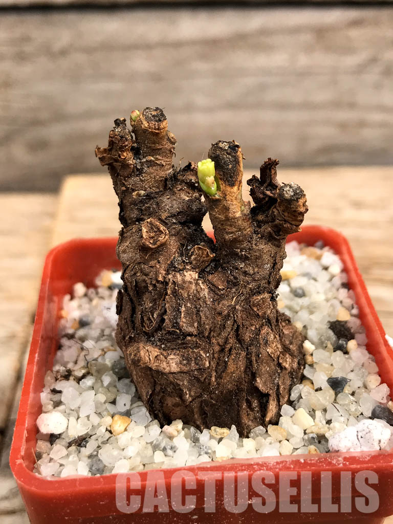 SHPR5997 Euphorbia platyrrhiza, Kabompo District, Zambia - Image 6