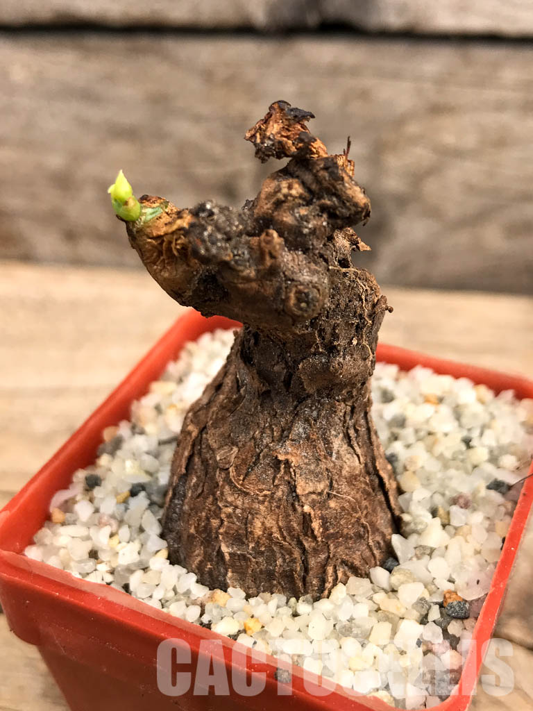 SHPR5997 Euphorbia platyrrhiza, Kabompo District, Zambia - Image 7