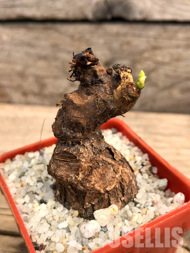 SHPR5997 Euphorbia platyrrhiza, Kabompo District, Zambia - Image 8