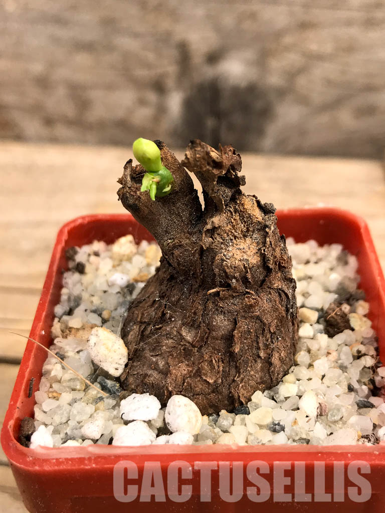 SHPR5997 Euphorbia platyrrhiza, Kabompo District, Zambia - Image 9