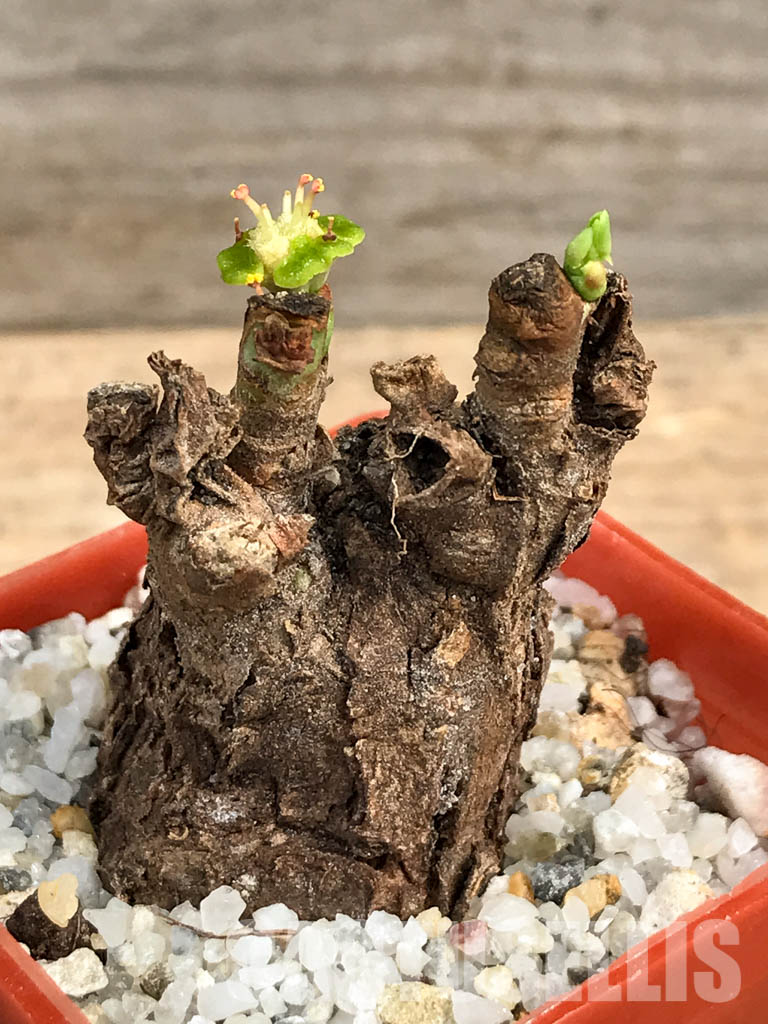SHPR5997 Euphorbia platyrrhiza, Kabompo District, Zambia