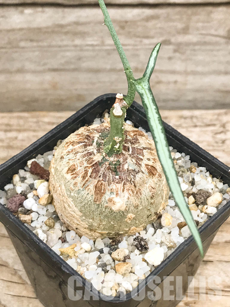 SHPR5999 Adenia Kirkii, Costal Kenya, Eastern Tanzania, Zanzibar, Northern Mozambique