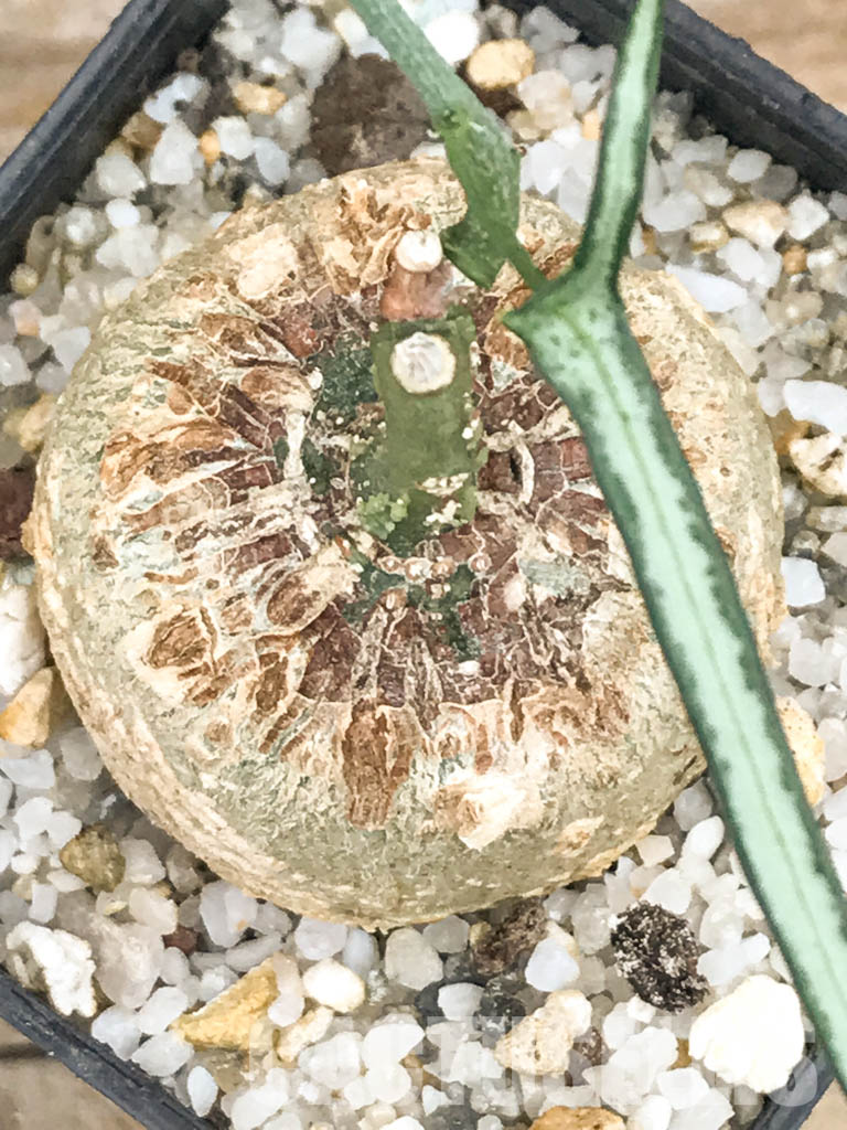 SHPR5999 Adenia Kirkii, Costal Kenya, Eastern Tanzania, Zanzibar, Northern Mozambique - Image 5