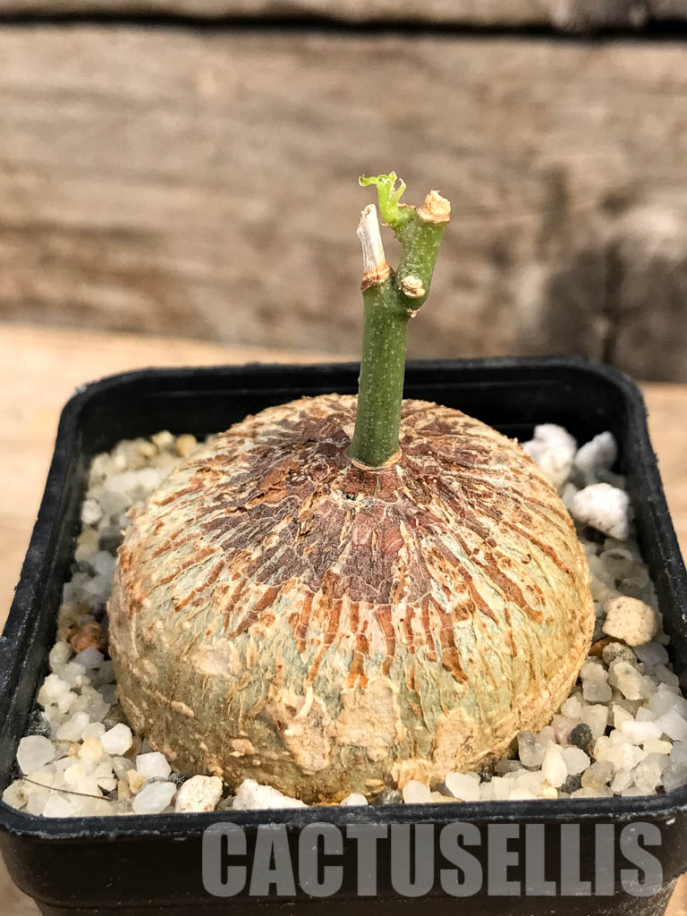 SHPR6000 Adenia Kirkii, Costal Kenya, Eastern Tanzania, Zanzibar, Northern Mozambique - Imagen 2