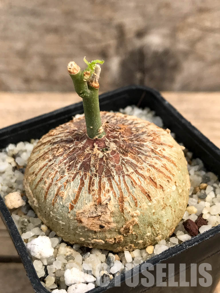 SHPR6000 Adenia Kirkii, Costal Kenya, Eastern Tanzania, Zanzibar, Northern Mozambique - Imagen 3