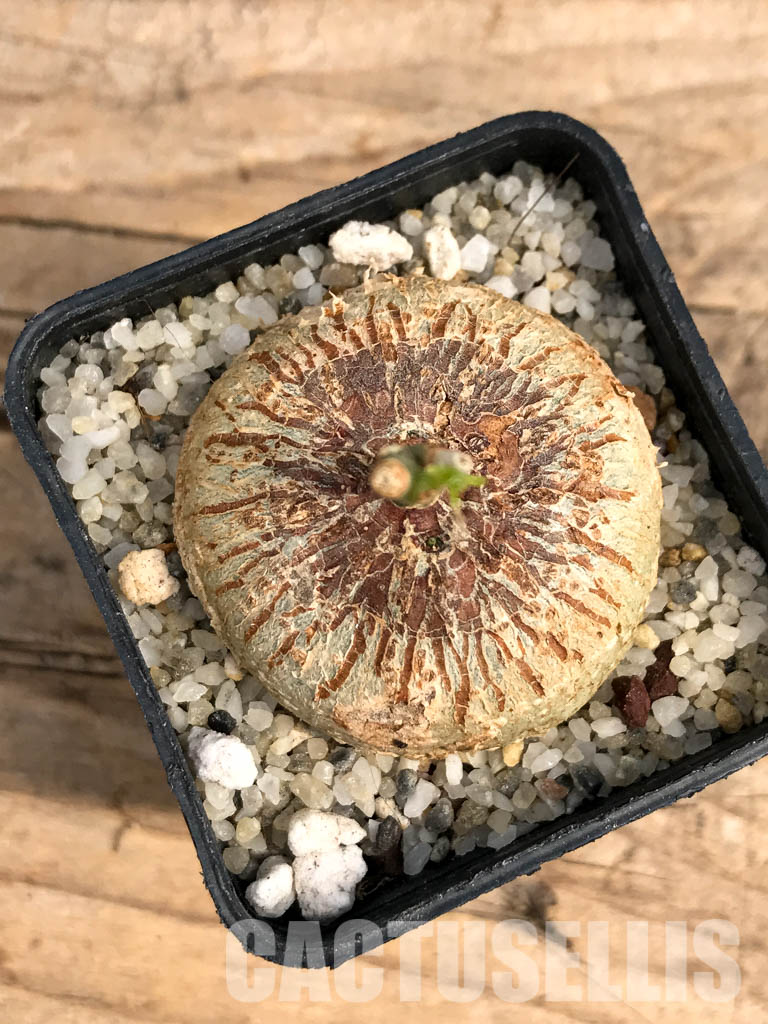 SHPR6000 Adenia Kirkii, Costal Kenya, Eastern Tanzania, Zanzibar, Northern Mozambique - Imagen 4