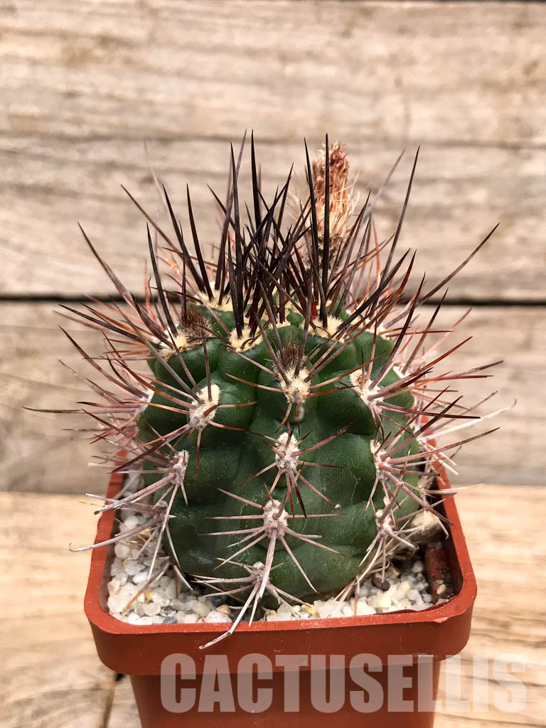 SHPR6005 Pyrrhocactus strausianus AW 285, Jachal, Aussichtspunkt A 757, Chile - Image 2