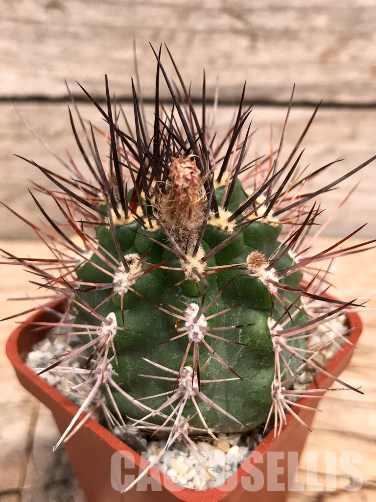 SHPR6005 Pyrrhocactus strausianus AW 285, Jachal, Aussichtspunkt A 757, Chile - Image 3