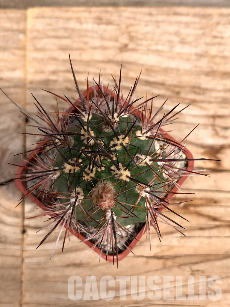 SHPR6005 Pyrrhocactus strausianus AW 285, Jachal, Aussichtspunkt A 757, Chile - Image 4