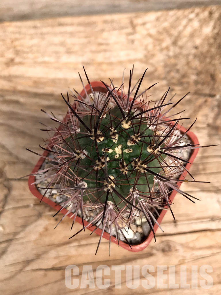 SHPR6005 Pyrrhocactus strausianus AW 285, Jachal, Aussichtspunkt A 757, Chile