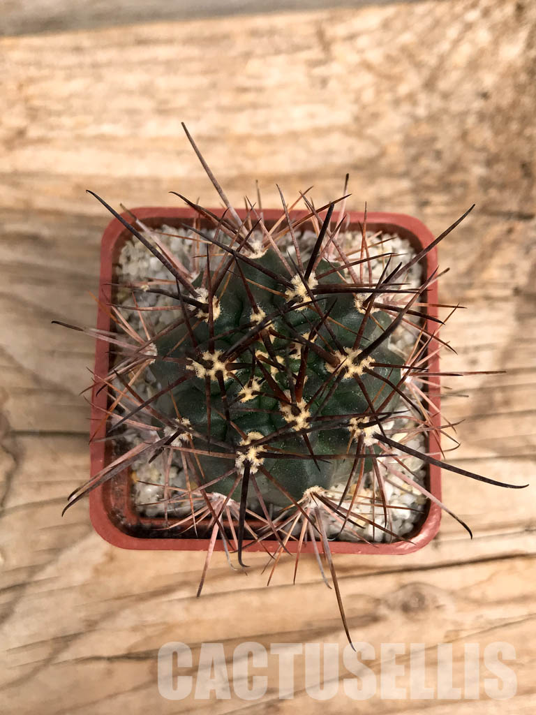 SHPR6005 Pyrrhocactus strausianus AW 285, Jachal, Aussichtspunkt A 757, Chile - Image 6