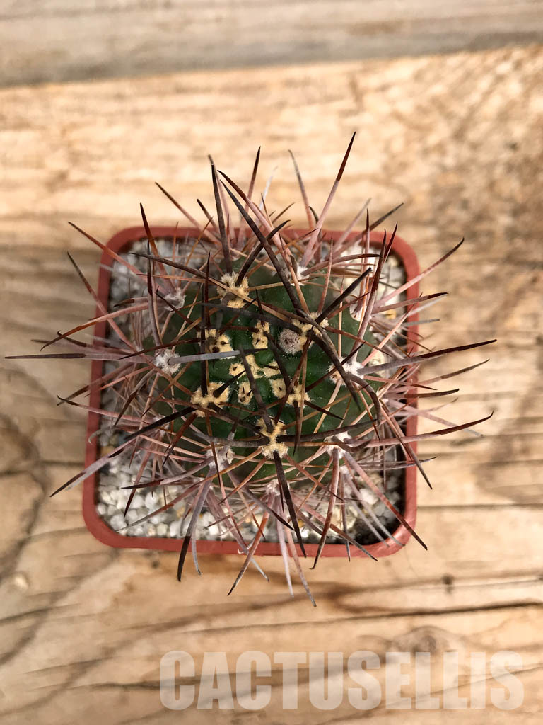 SHPR6005 Pyrrhocactus strausianus AW 285, Jachal, Aussichtspunkt A 757, Chile - Image 7