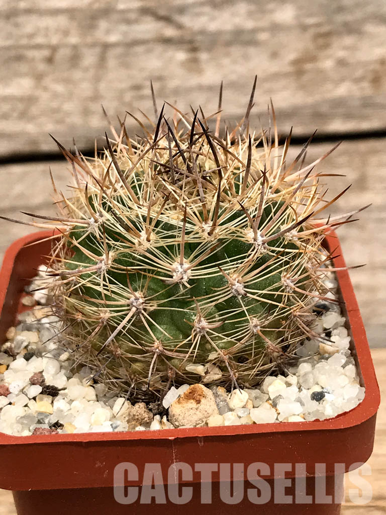 SHPR6012 Neoporteria coimasensis/ Eriosyce senilis subs. coimasensis, Coquimbo Region, Chile - Obrázek 2
