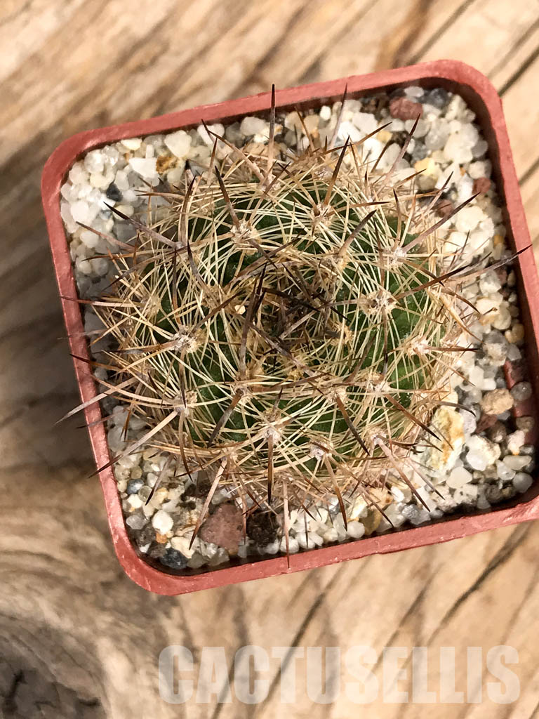 SHPR6012 Neoporteria coimasensis/ Eriosyce senilis subs. coimasensis, Coquimbo Region, Chile - Obrázek 4