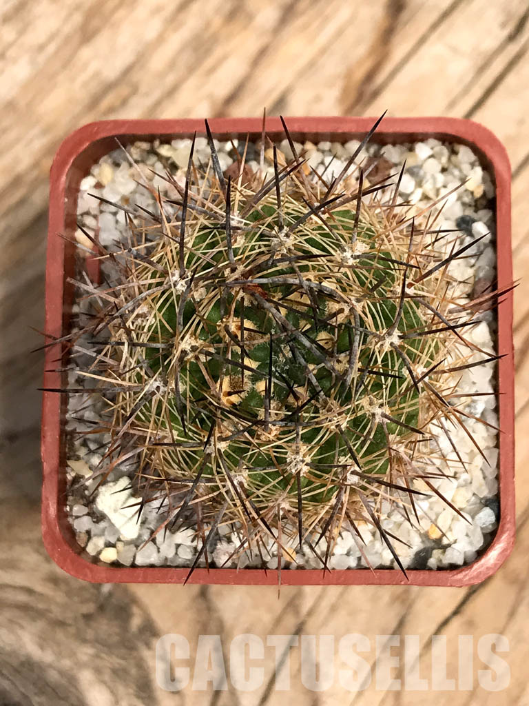 SHPR6012 Neoporteria coimasensis/ Eriosyce senilis subs. coimasensis, Coquimbo Region, Chile - Obrázek 5