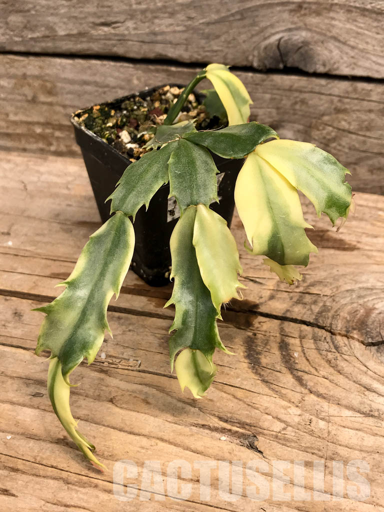 SHPR6019 Schlumbergera / Zygocactus truncata variegated