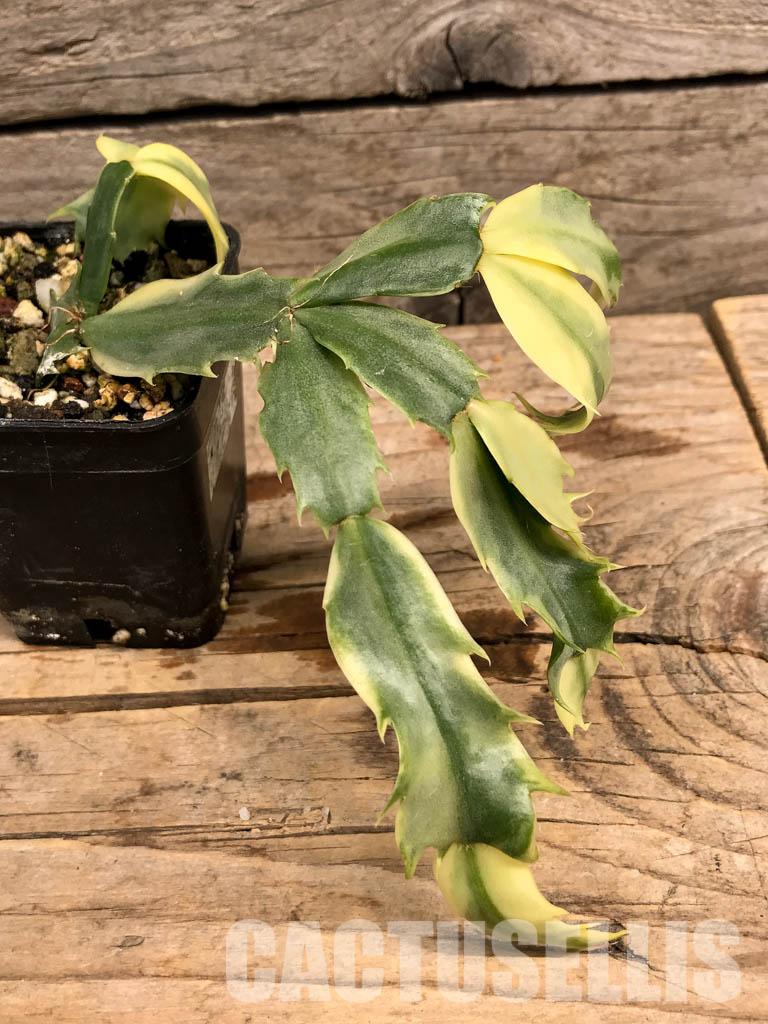 SHPR6019 Schlumbergera / Zygocactus truncata variegated - 画像 (3)