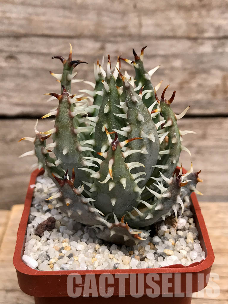 SHPR6025 Aloe erinacea, Namibia, South Africa - Image 2