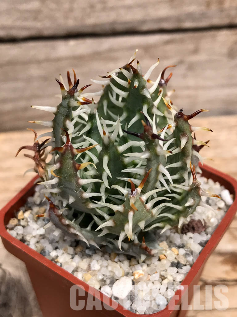 SHPR6025 Aloe erinacea, Namibia, South Africa - Image 3