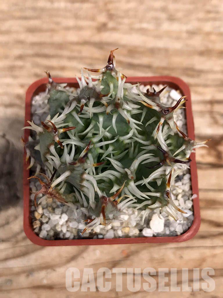 SHPR6025 Aloe erinacea, Namibia, South Africa - Image 4