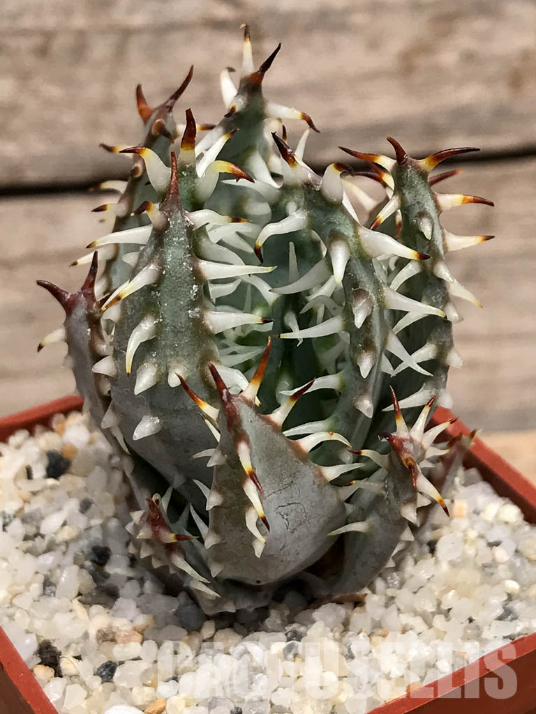 SHPR6025 Aloe erinacea, Namibia, South Africa