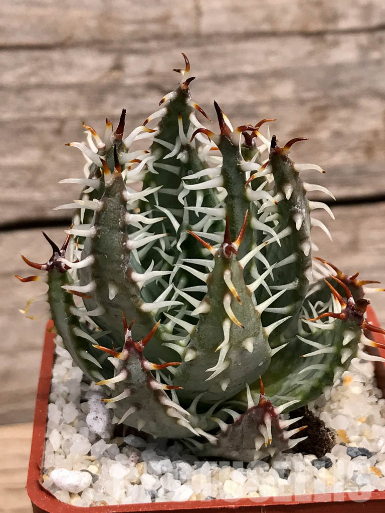 SHPR6025 Aloe erinacea, Namibia, South Africa - Image 6
