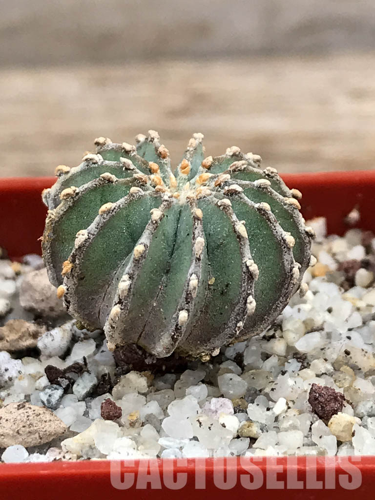 SHPR6026 Geohintonia mexicana, own roots, Nuevo León, Sierra Madre, Mexico - Obrázek 2