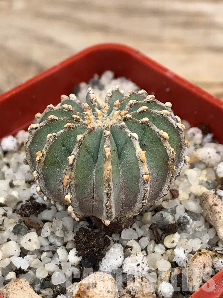 SHPR6026 Geohintonia mexicana, own roots, Nuevo León, Sierra Madre, Mexico - Obrázek 3