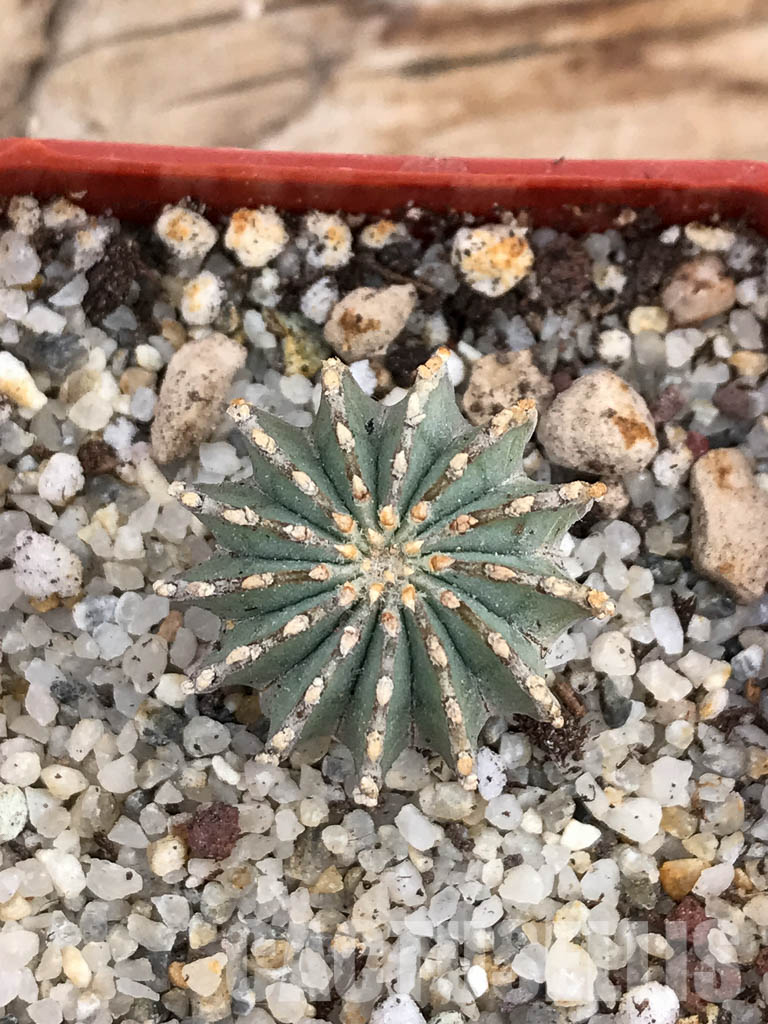 SHPR6026 Geohintonia mexicana, own roots, Nuevo León, Sierra Madre, Mexico - Obrázek 4