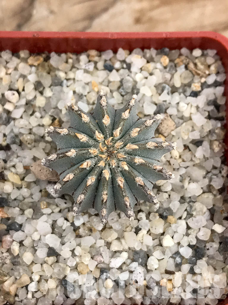 SHPR6026 Geohintonia mexicana, own roots, Nuevo León, Sierra Madre, Mexico - Obrázek 5