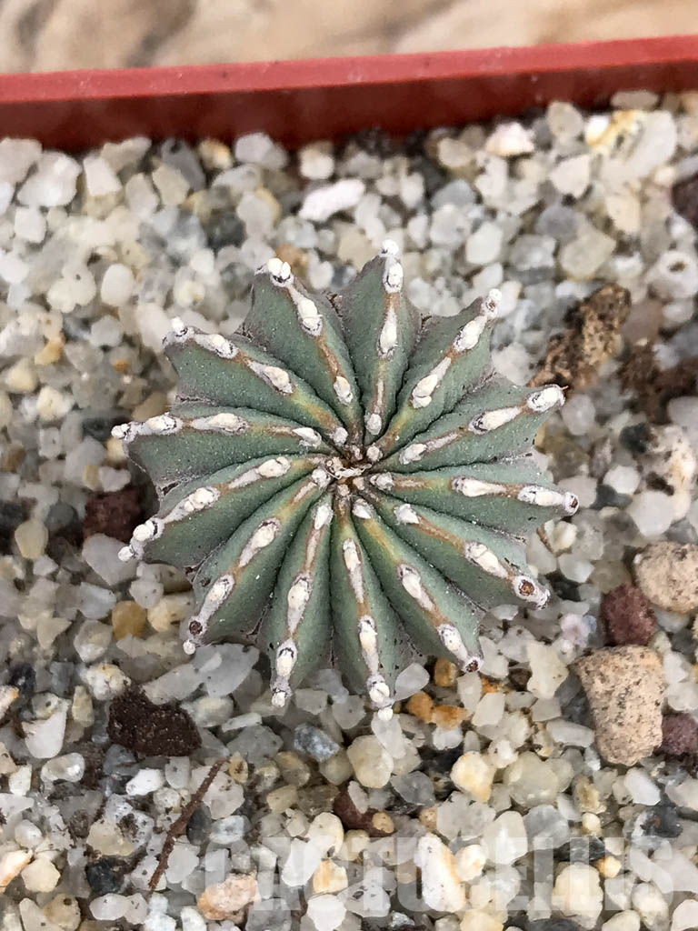 SHPR6026 Geohintonia mexicana, own roots, Nuevo León, Sierra Madre, Mexico