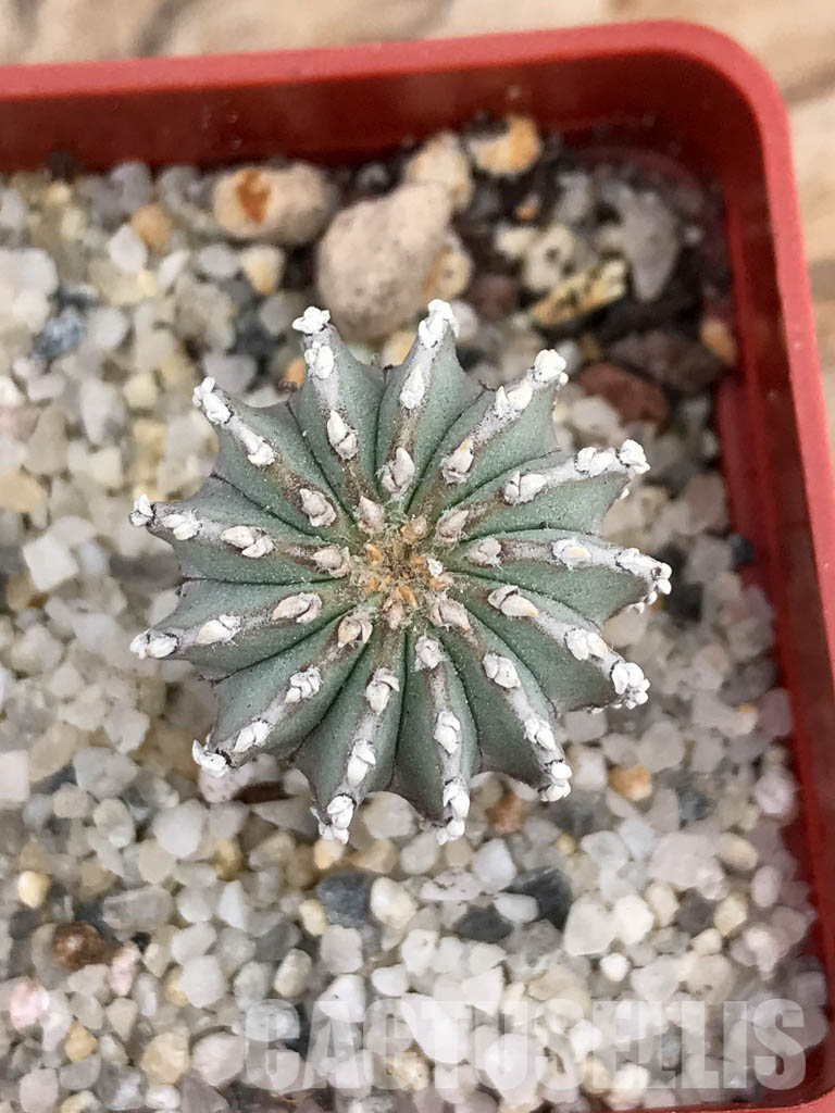 SHPR6026 Geohintonia mexicana, own roots, Nuevo León, Sierra Madre, Mexico - Obrázek 7