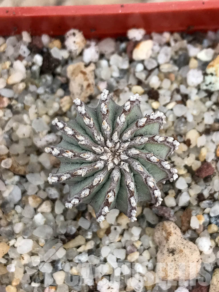 SHPR6026 Geohintonia mexicana, own roots, Nuevo León, Sierra Madre, Mexico - Obrázek 8