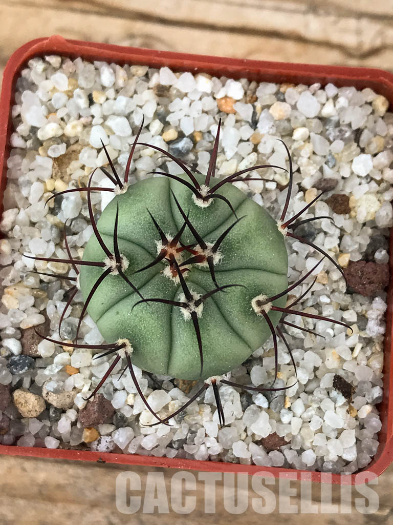 SHPR6028 Gymnocalycium cabreraense VoS 2122 - Зображення 6