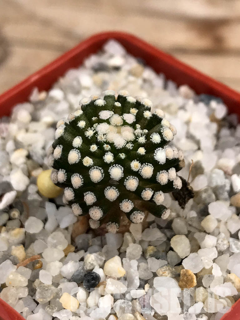 SHPR6029 Mammillaria luethyi, Northern Coahuila, Mexico, own roots - Obrázek 3