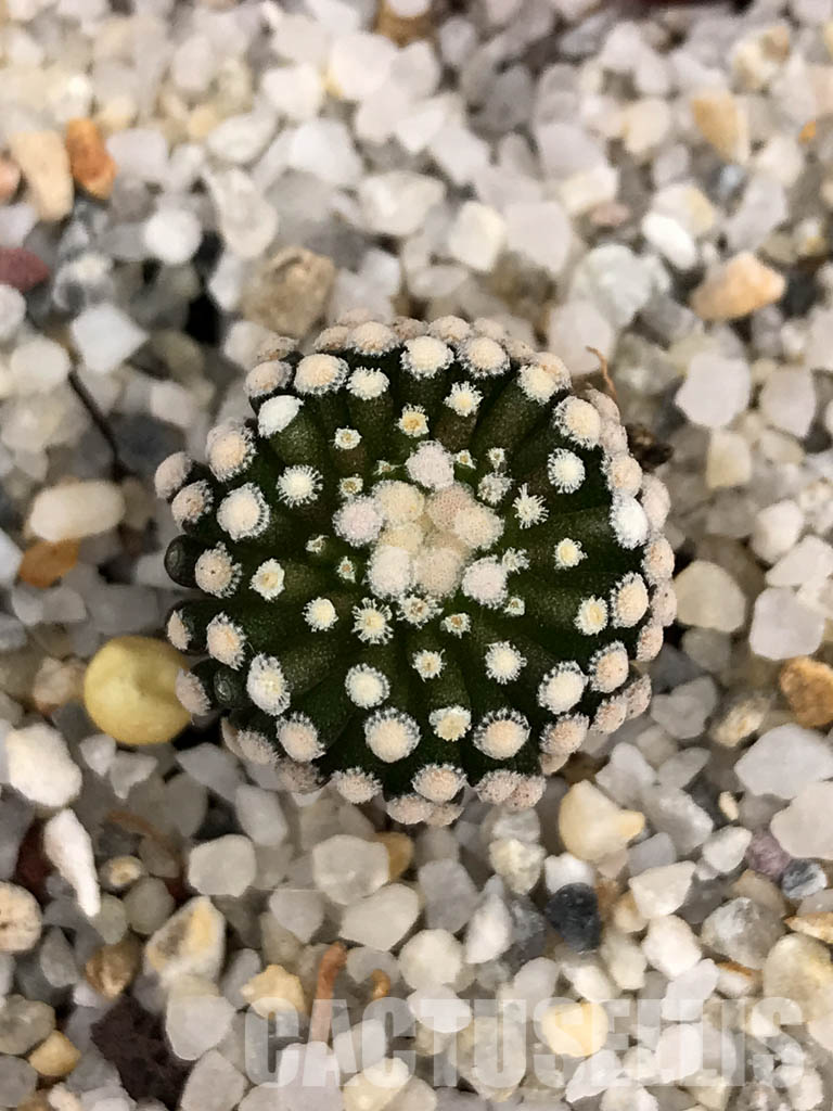SHPR6029 Mammillaria luethyi, Northern Coahuila, Mexico, own roots - Obrázek 4