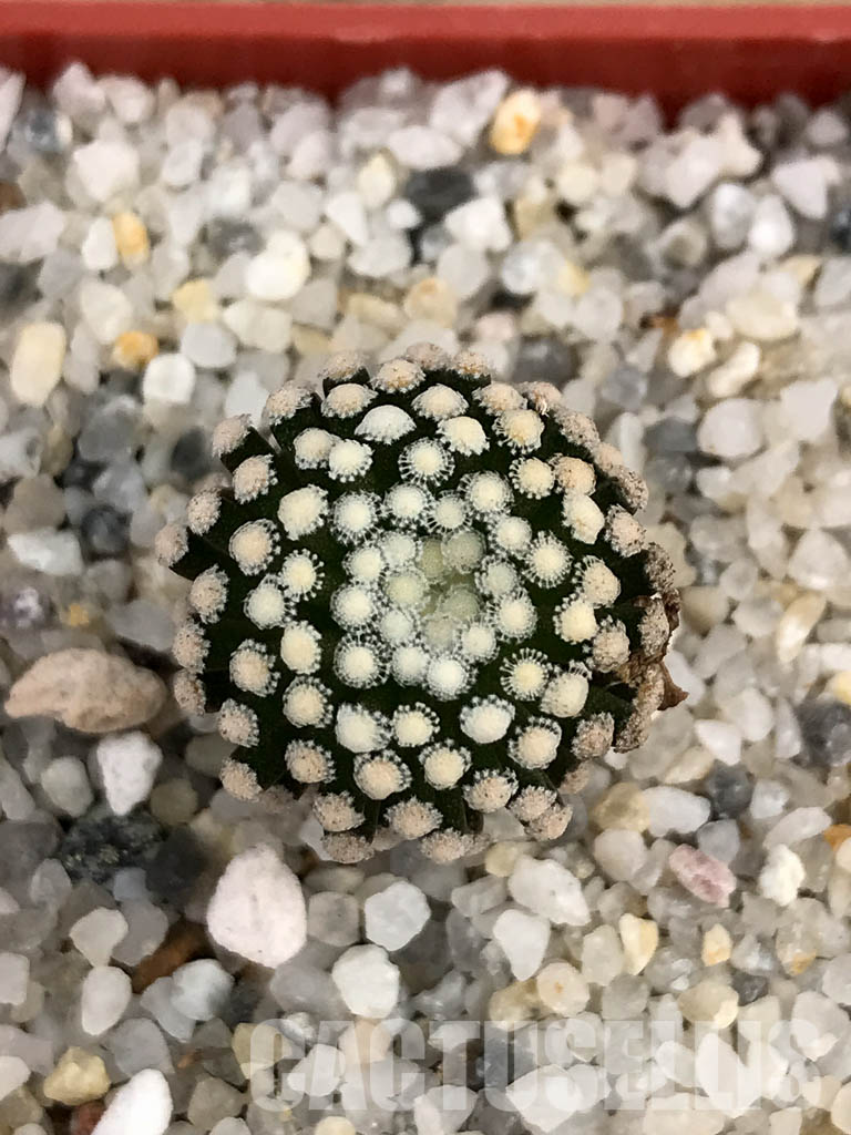 SHPR6029 Mammillaria luethyi, Northern Coahuila, Mexico, own roots