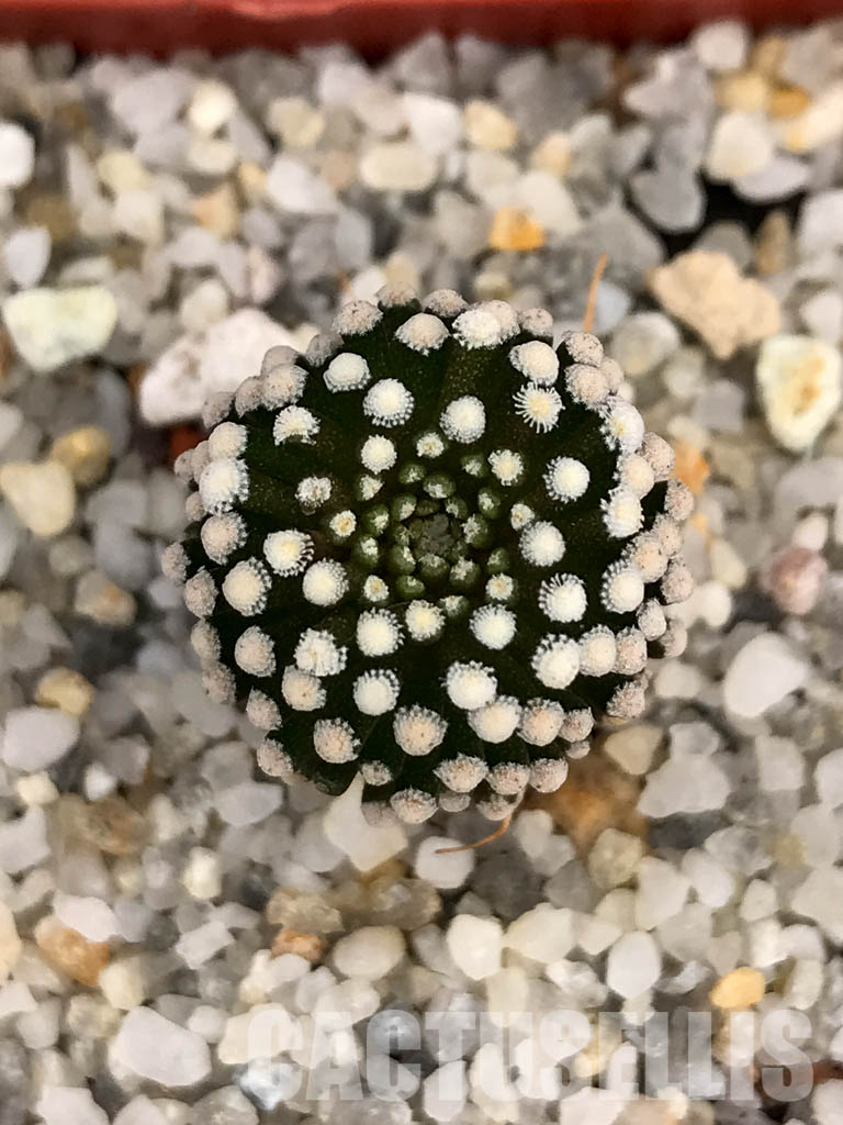 SHPR6029 Mammillaria luethyi, Northern Coahuila, Mexico, own roots - Obrázek 6