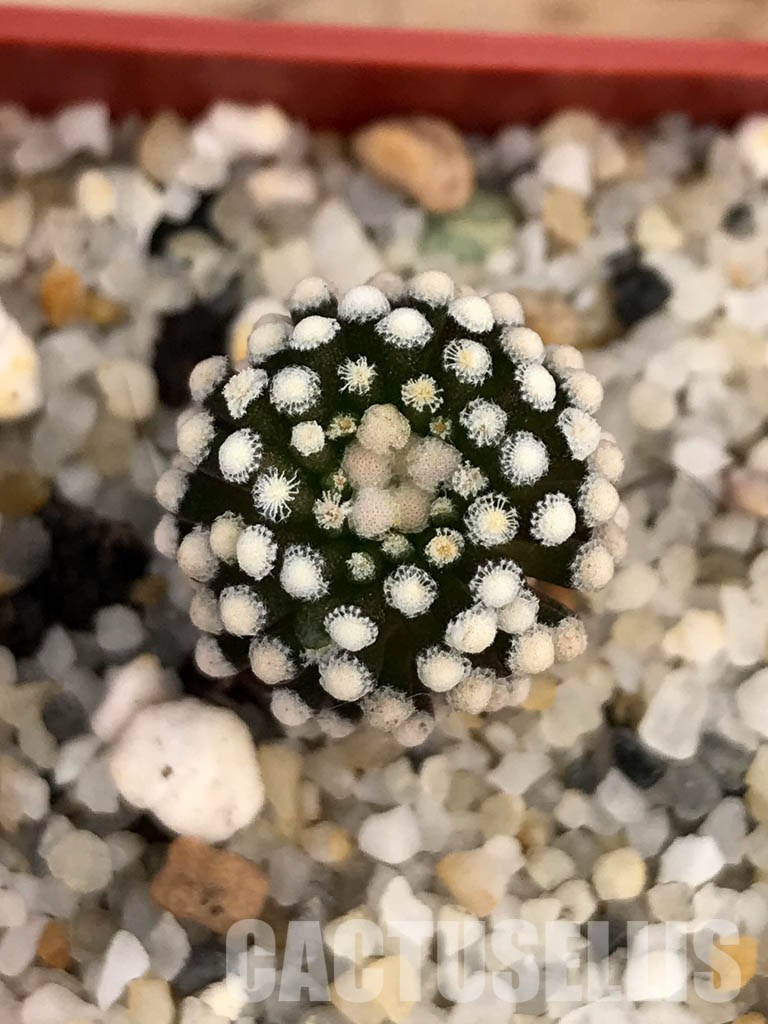 SHPR6029 Mammillaria luethyi, Northern Coahuila, Mexico, own roots - Obrázek 7