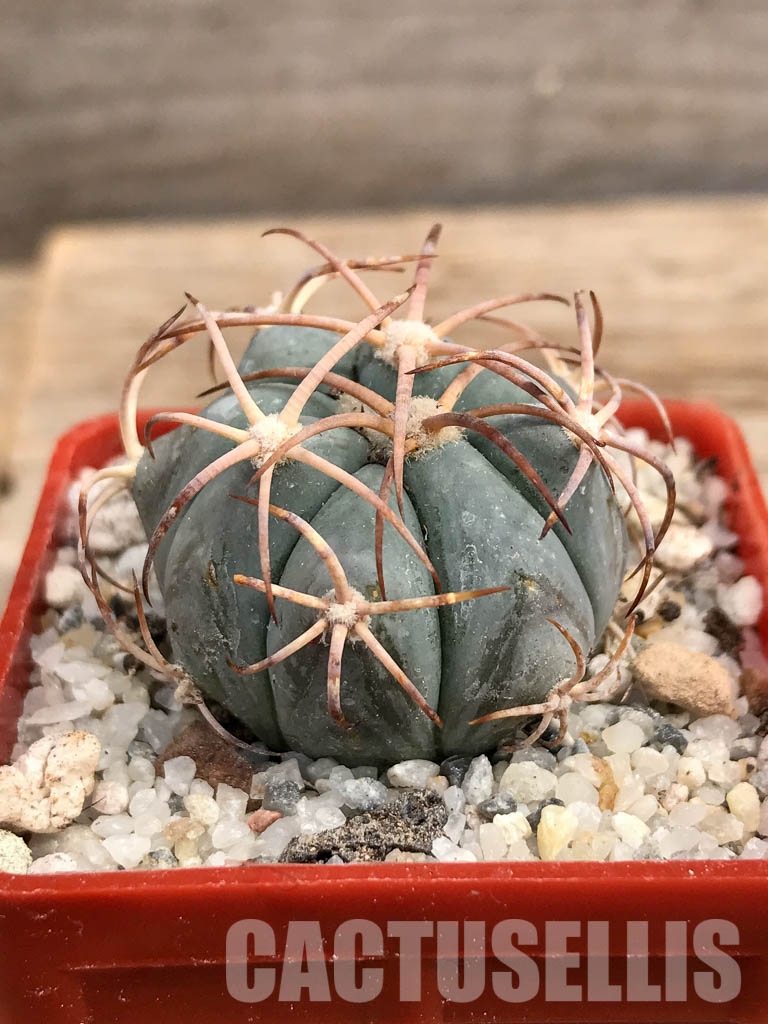 SHPR6048 Echinocactus horizonthalonius, Aguascalientes, Chihuahua, Mexico - Image 2