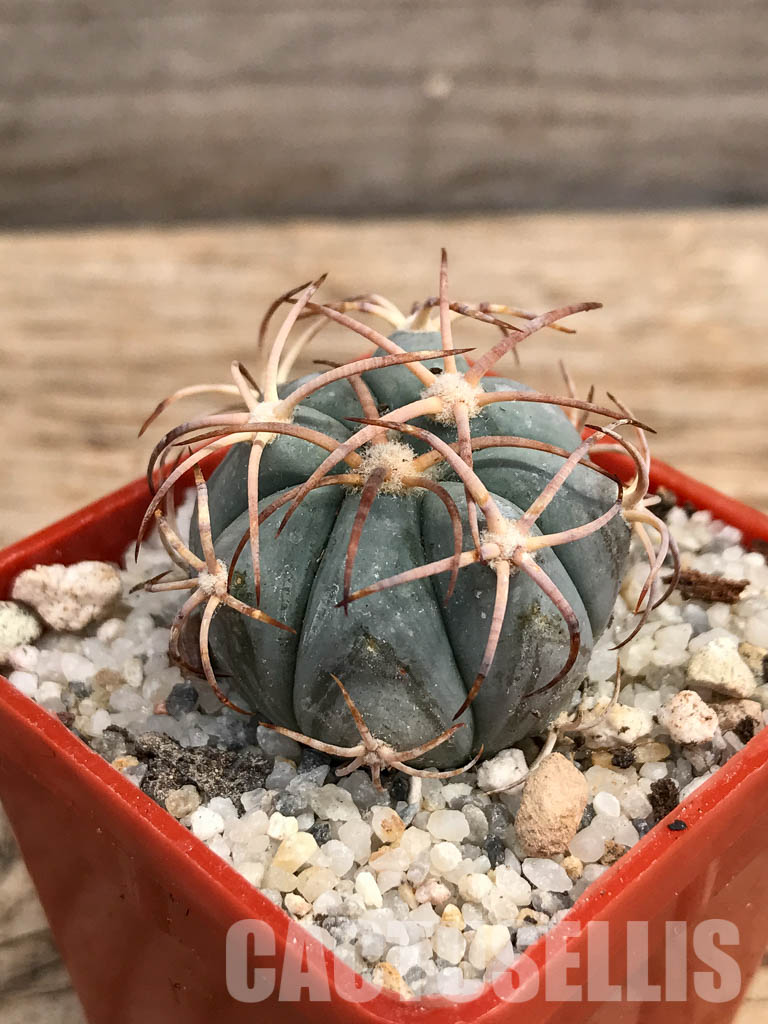 SHPR6048 Echinocactus horizonthalonius, Aguascalientes, Chihuahua, Mexico - Image 3
