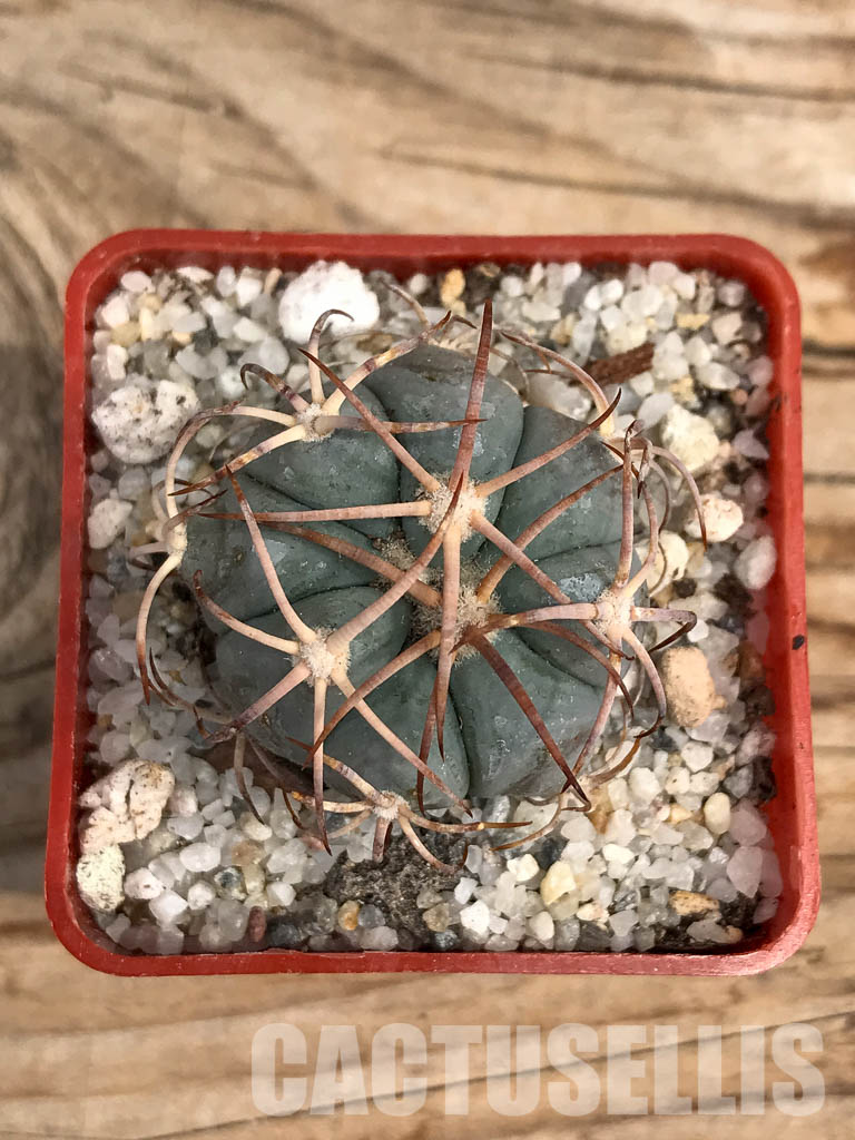 SHPR6048 Echinocactus horizonthalonius, Aguascalientes, Chihuahua, Mexico - Image 4