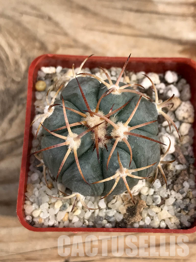 SHPR6048 Echinocactus horizonthalonius, Aguascalientes, Chihuahua, Mexico - Image 5